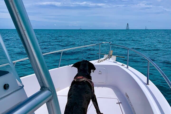 Discover the Vibrant Reefs of Key West: A Snorkeling Adventure with Salty Paws photo 6