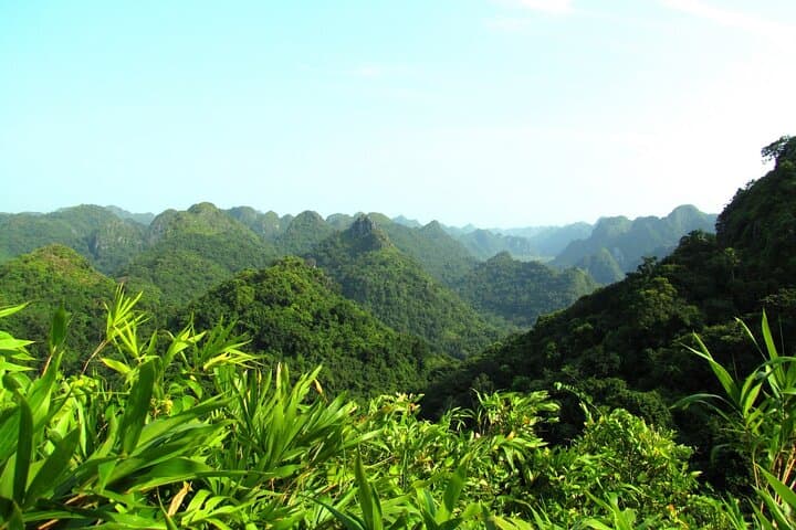 Intense Half-Day Trek in Cat Ba's Butterfly Valley — Rugged Trails & Langur Habitat photo 5