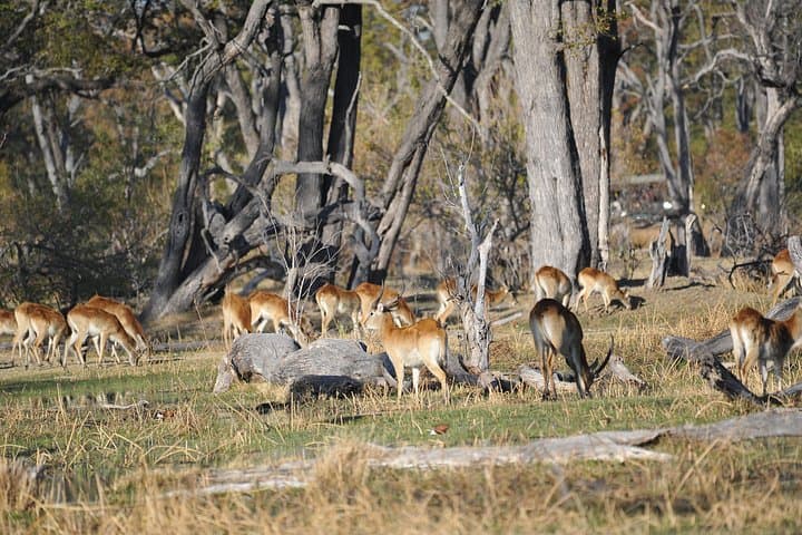 7-Day Zebra Trail Safari in Moremi: Okavango Delta Camping & Mokoro Adventure photo 2
