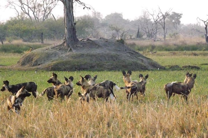 7-Day Zebra Trail Safari in Moremi: Okavango Delta Camping & Mokoro Adventure photo 3