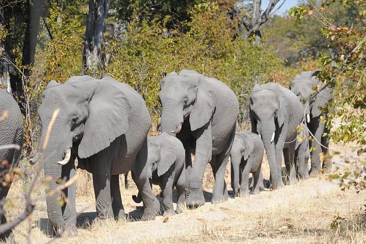 7-Day Zebra Trail Safari in Moremi: Okavango Delta Camping & Mokoro Adventure photo 4