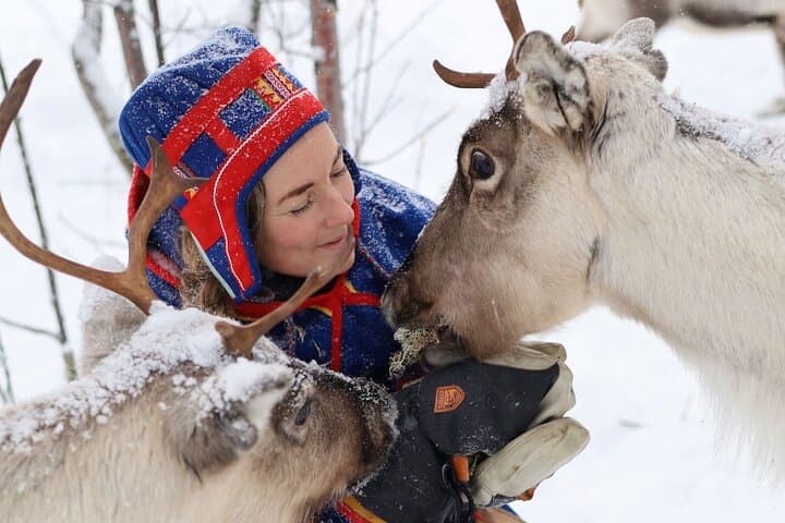 Become a Reindeer Herder: Full-Day Sámi Reindeer Experience near Kiruna