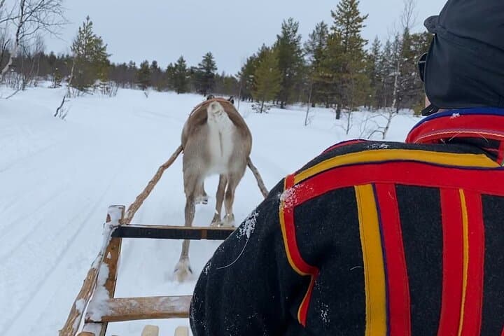 Become a Reindeer Herder: Full-Day Sámi Reindeer Experience near Kiruna photo 3