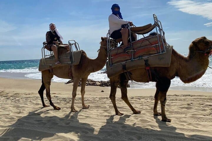 Pacific Coast Camel Ride & Damiana Tasting — Los Cabos Beach Adventure