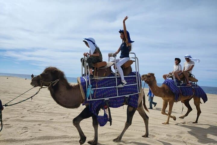Pacific Coast Camel Ride & Damiana Tasting — Los Cabos Beach Adventure photo 3