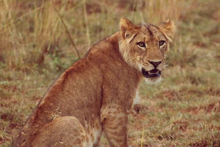 Murchison Falls Wildlife Adventure and Nile Boat Cruise — 5-Day Safari in Uganda photo 4