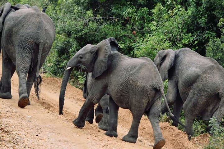 Murchison Falls Wildlife Adventure and Nile Boat Cruise — 5-Day Safari in Uganda photo 5