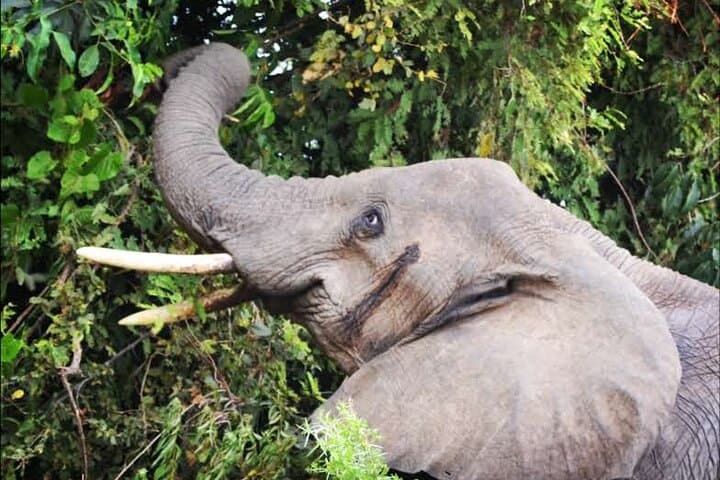 Murchison Falls Wildlife Adventure and Nile Boat Cruise — 5-Day Safari in Uganda photo 6