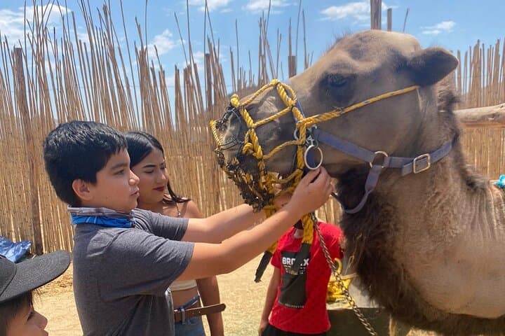 Cabo Camelback Safari & ATV Combo: Desert Dunes to Beach Rides