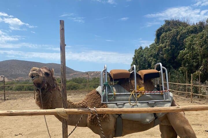 Cabo Camelback Safari & ATV Combo: Desert Dunes to Beach Rides photo 2