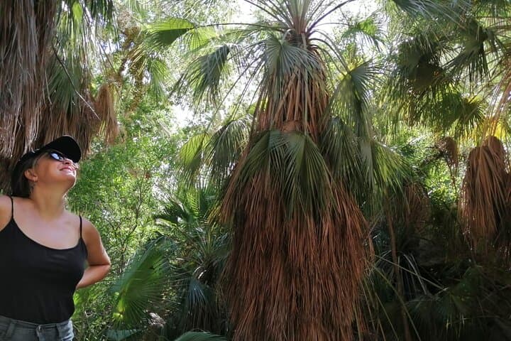 Hike the Desert Palm Oases of San Carlos with a Local Biologist photo 3