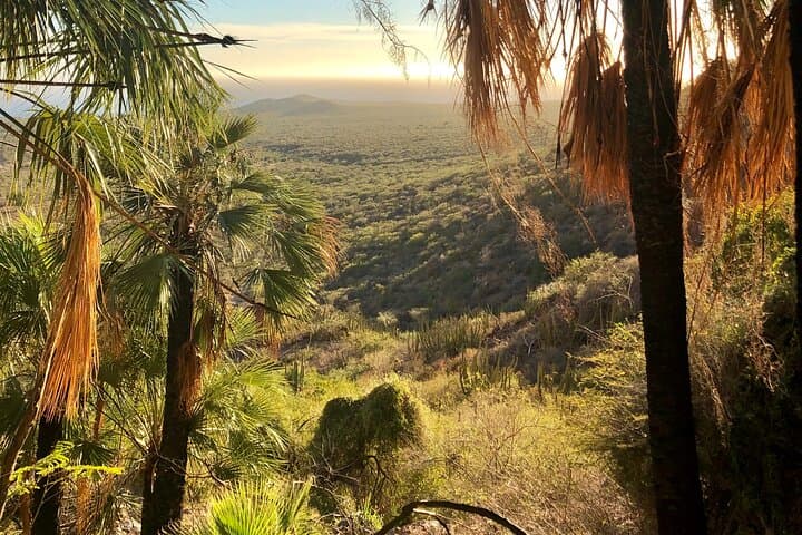 Hike the Desert Palm Oases of San Carlos with a Local Biologist photo 2