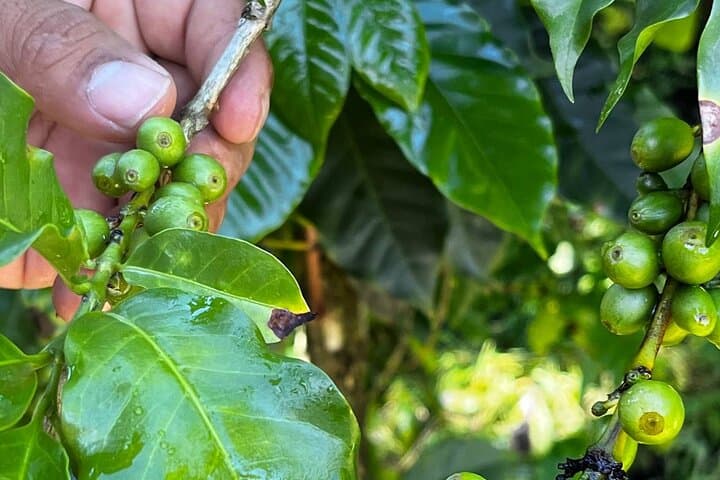 Coffee Tour in Sacatepéquez: Plantation Walk & Tasting near Antigua Guatemala photo 4