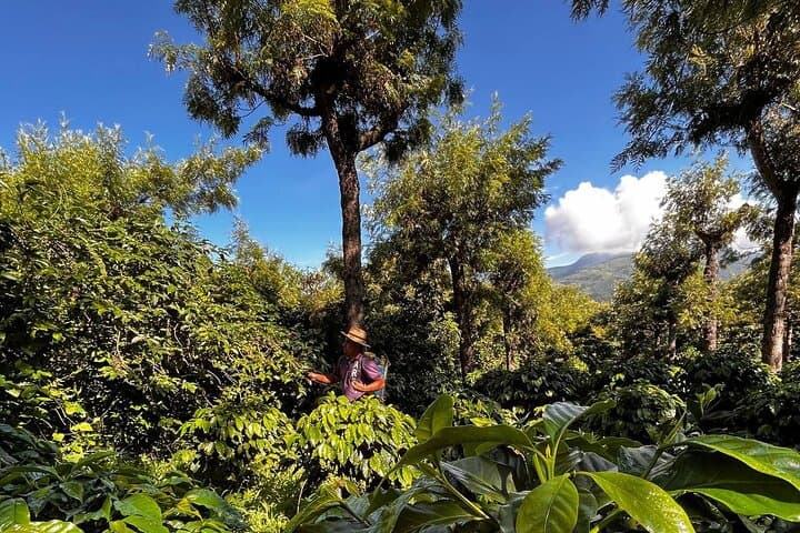 Coffee Tour in Sacatepéquez: Plantation Walk & Tasting near Antigua Guatemala photo 5