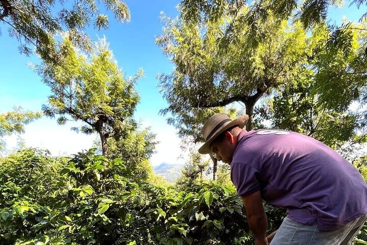 Coffee Tour in Sacatepéquez: Plantation Walk & Tasting near Antigua Guatemala photo 6