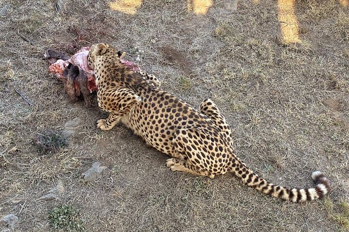 Private Lion & Safari Park Tour from Johannesburg — 5-Hour Guided Wildlife Experience photo 6