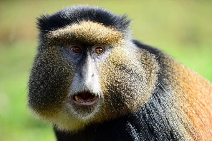 Twin Lakes & Golden Monkeys: 2-Day Adventure From Kigali