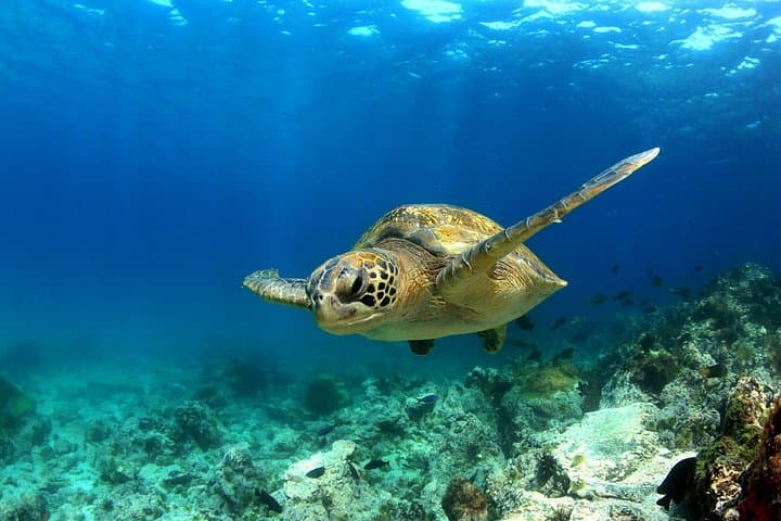 5-Day Galapagos Island Adventure: Isabela & Santa Cruz Highlights photo 6