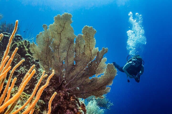 Beginner Scuba in Jan Thiel Bay: Discover Scuba Diving Intro in Curaçao photo 5