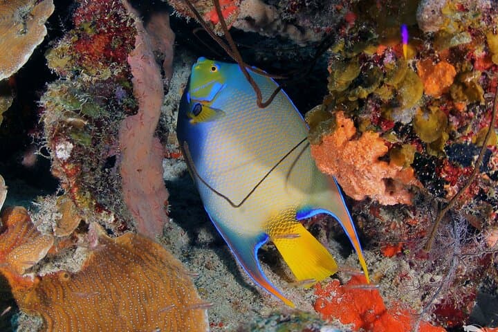 Beginner Scuba in Jan Thiel Bay: Discover Scuba Diving Intro in Curaçao photo 6