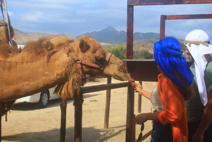 Cabo Camelback Safari & ATV Combo: Desert Dunes to Beach Rides photo 5