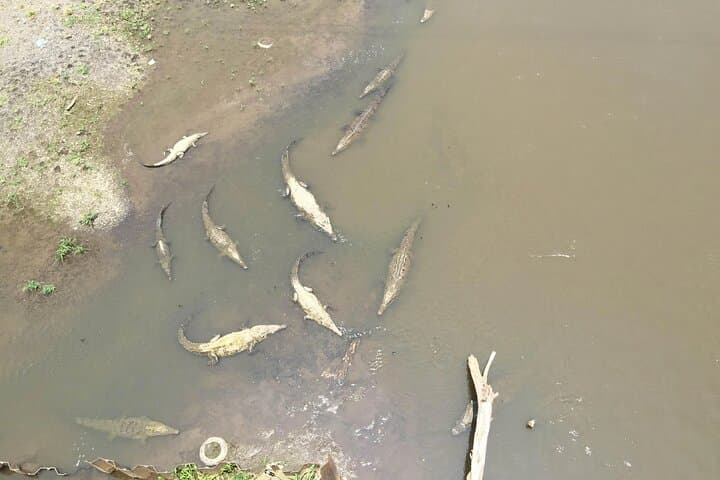 Jaco Monkey Tour & Tarcoles Crocodile Bridge Morning with Traditional Breakfast photo 6