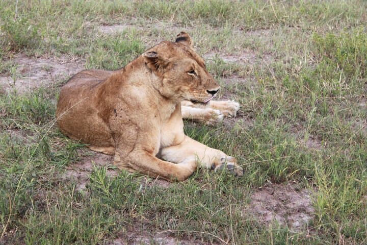 2-Day Mikumi National Park Budget Safari from Dar es Salaam photo 1