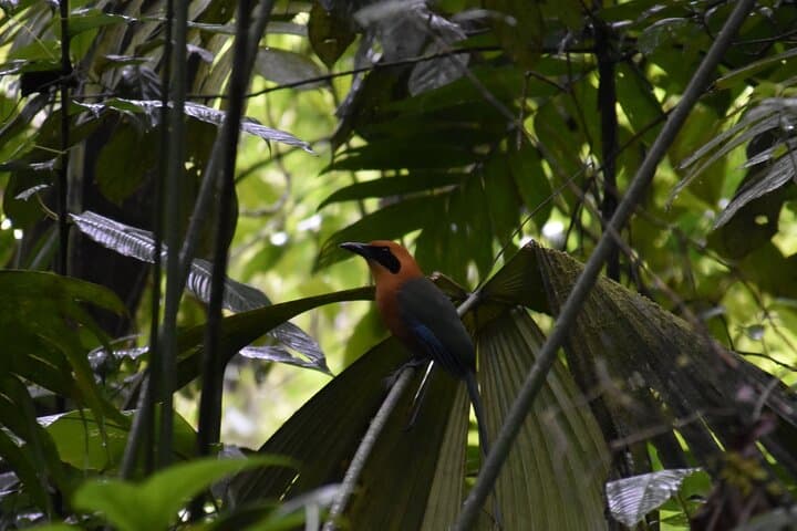 Arenal Jungle ATV & Maleku Cultural Tour from La Fortuna photo 5