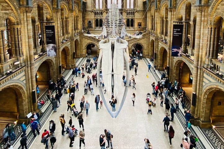Inside London's Natural History Museum: Private Half-Day Guided Tour photo 2