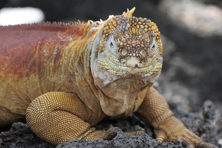 Galapagos Active Adventure: 8-Day Three-Island Island-Hopping Itinerary photo 3