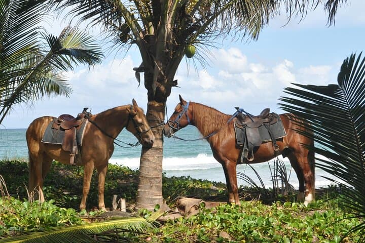 Horseback Riding on Punta Cana's Uvero Alto Beaches: Sunset Ranch Tour photo 4