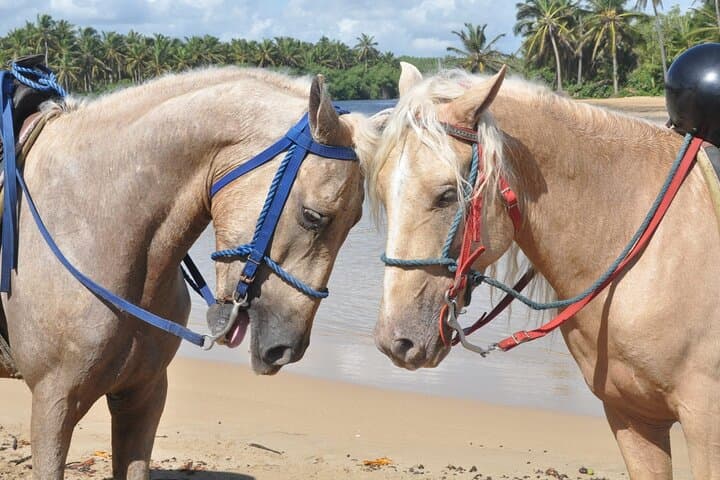 Horseback Riding on Macao Beach — Punta Cana Coastal Horse Tours photo 5