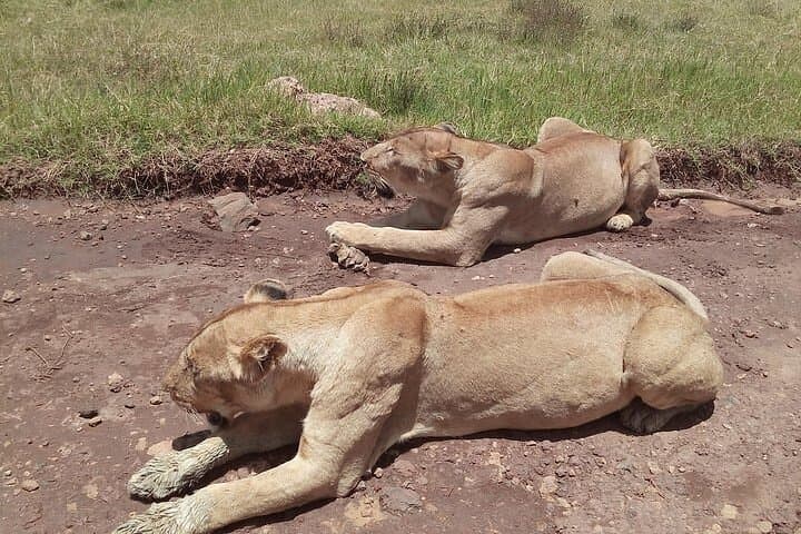 3-Day Private Serengeti Safari from Arusha — Big Five & Ngorongoro photo 5