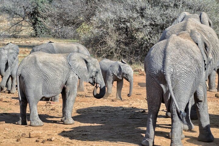 Pilanesberg 3-Hour Afternoon Open-Top Safari Drive (Self-Drive) photo 6