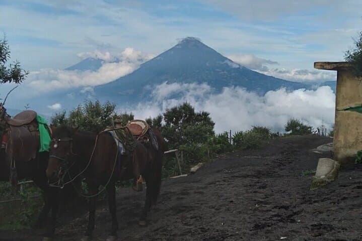 Hike Pacaya Volcano from Puerto Quetzal: Active Lava Trails & Pacific Vistas photo 2