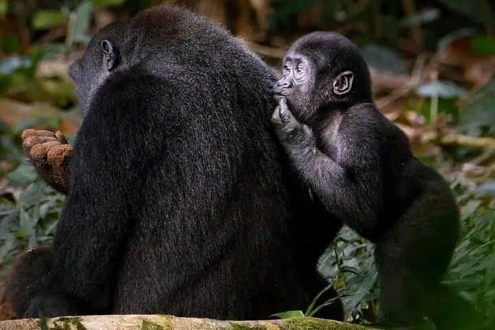 Mgahinga Gorilla Park: 7-Day Gorilla Trekking & Virunga Volcano Hike photo 4