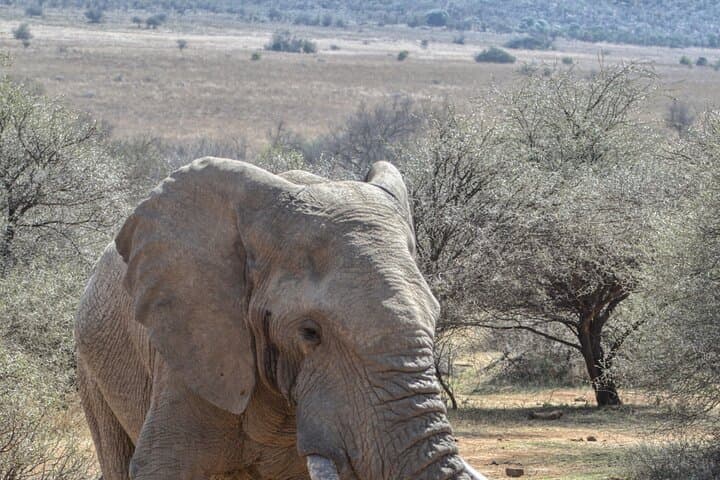 Pilanesberg 3-Hour Afternoon Open-Top Safari Drive (Self-Drive) photo 5