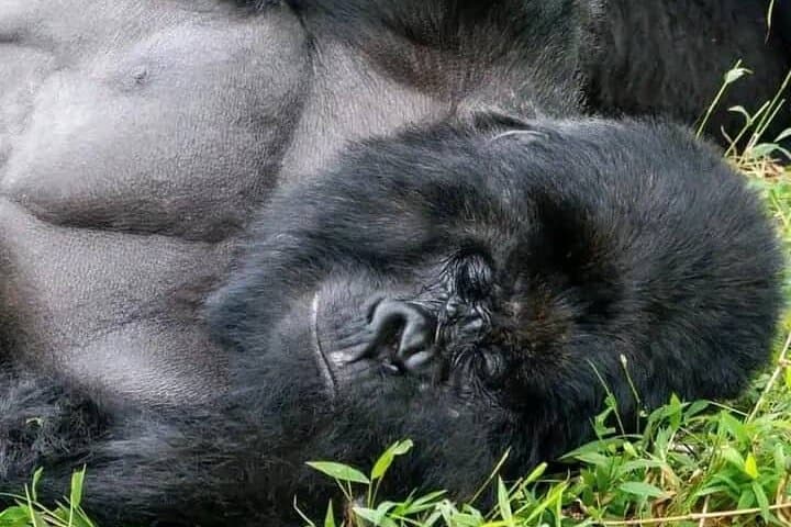 Mgahinga Gorilla Park: 7-Day Gorilla Trekking & Virunga Volcano Hike