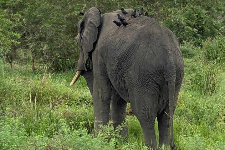 Mgahinga Gorilla Park: 7-Day Gorilla Trekking & Virunga Volcano Hike photo 2