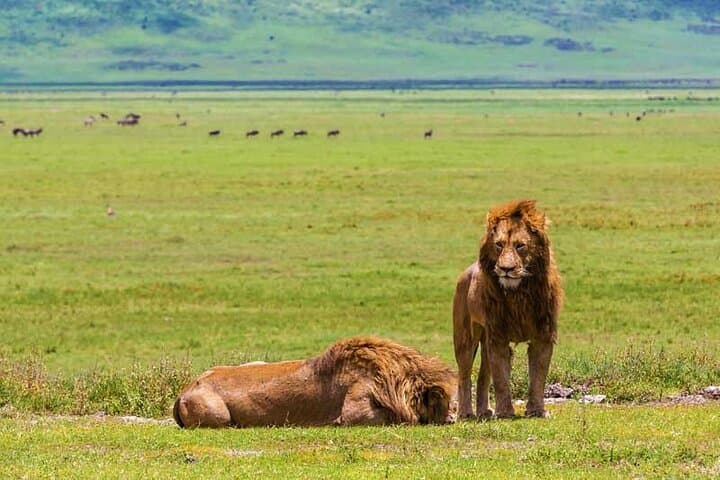 3-Day Private Serengeti Safari from Arusha — Big Five & Ngorongoro photo 2