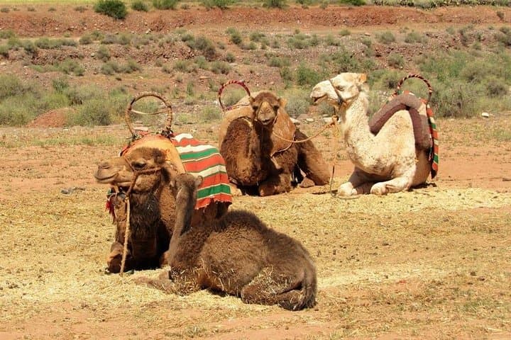 Atlas Mountains Full-Day from Marrakech: Camel Ride, Imlil Walk & Berber Villages photo 5