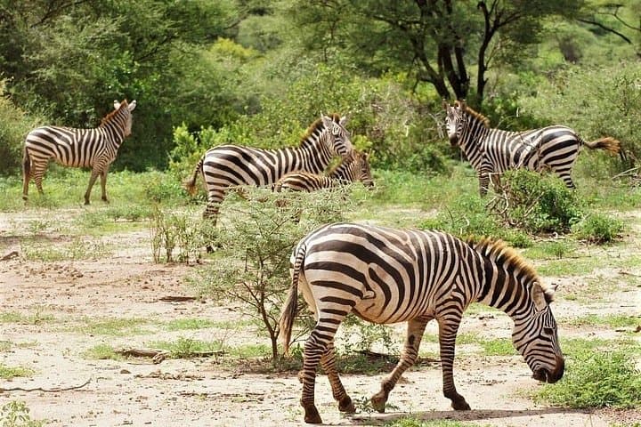 5-Day Private Midrange Safari: Serengeti, Ngorongoro & Materuni Big 5 Adventure photo 4