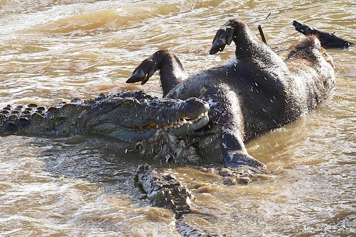 Half-Day Udawalawe Safari from Sri Lanka’s South Coast photo 5