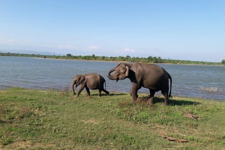 Half-Day Udawalawe Safari from Sri Lanka’s South Coast photo 4