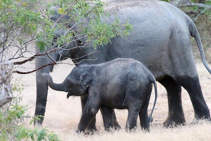 Half-Day Udawalawe Safari from Sri Lanka’s South Coast photo 2