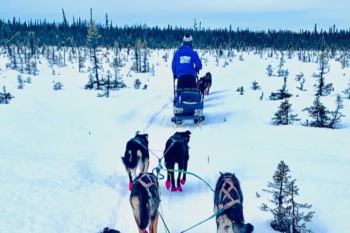 Winter Dog Sledding in Knik: Ride with Iditarod Mushers Near Anchorage