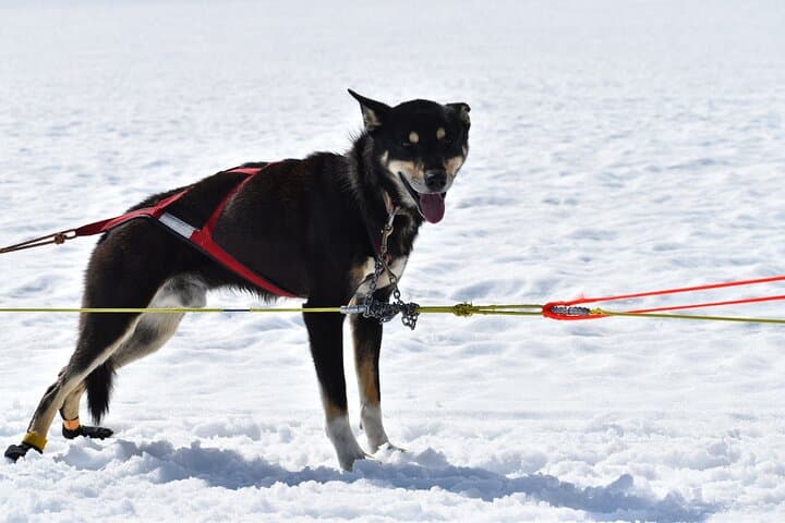 Winter Dog Sledding in Knik: Ride with Iditarod Mushers Near Anchorage photo 2