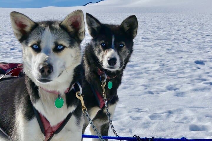 Winter Dog Sledding in Knik: Ride with Iditarod Mushers Near Anchorage photo 3
