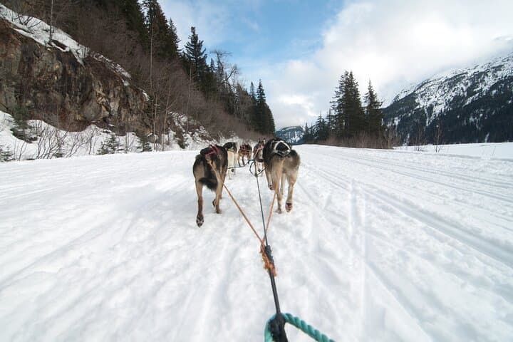 Winter Dog Sledding in Knik: Ride with Iditarod Mushers Near Anchorage photo 4