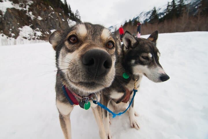 Winter Dog Sledding in Knik: Ride with Iditarod Mushers Near Anchorage photo 5